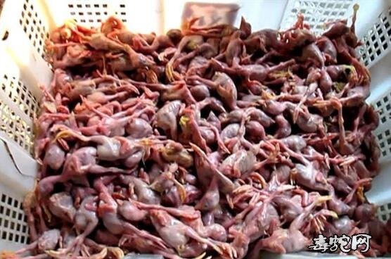 养殖1000条大王蛇成本?