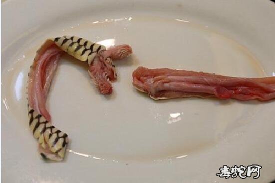 吃蛇肉图片5