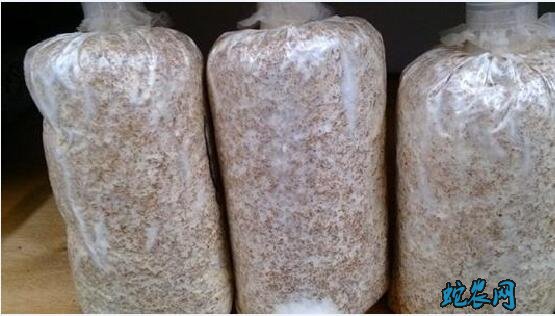 蘑菇种植、控制袋栽食用菌种染菌率的方法