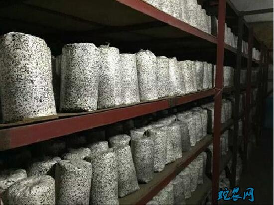 蘑菇种植、控制袋栽食用菌种染菌率的方法