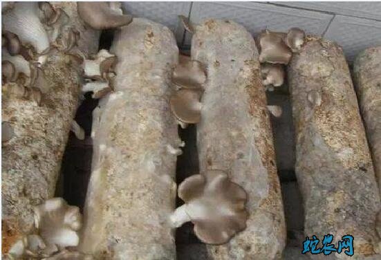 蘑菇种植、控制袋栽食用菌种染菌率的方法