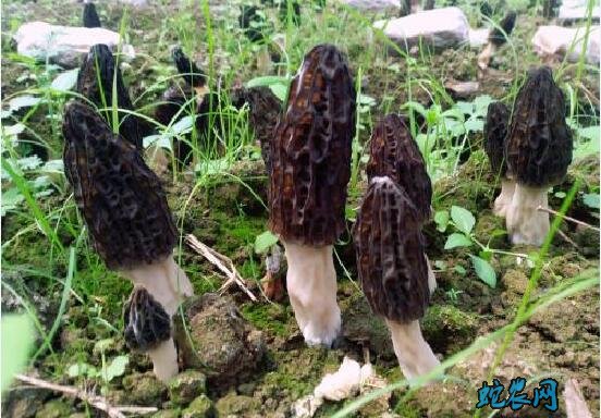 羊肚菌怎样种植、羊肚菌种植中的病虫害防治!