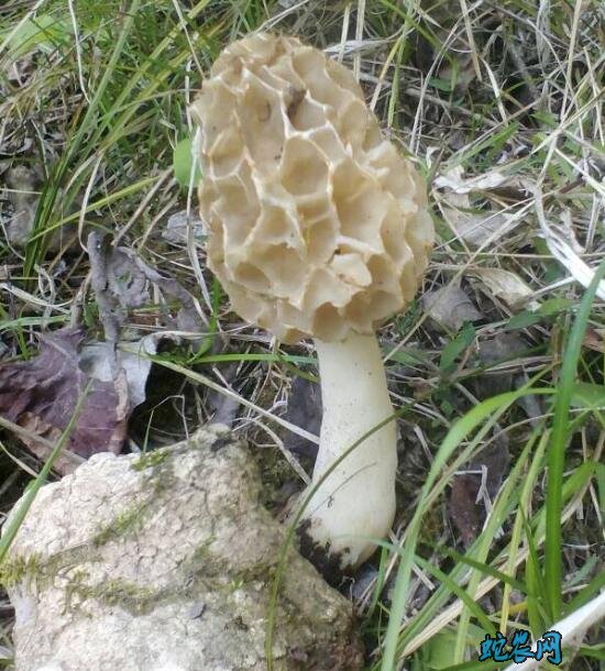 羊肚菌怎样种植、羊肚菌种植中的病虫害防治!