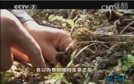 羊肚菌怎样种植、广元黄春贵种植羊肚菌年利润过百万