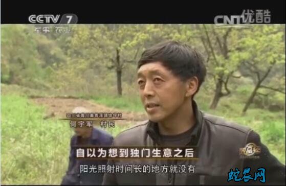 羊肚菌怎样种植、广元黄春贵种植羊肚菌年利润过百万