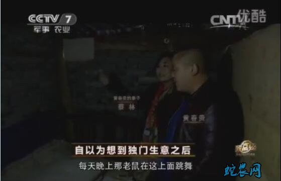 羊肚菌怎样种植、广元黄春贵种植羊肚菌年利润过百万