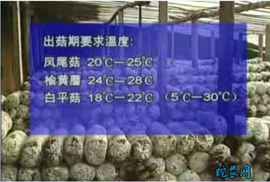 平菇种植视频