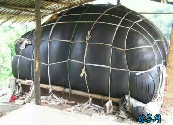 平菇怎么种?室内平菇从调料、进料到播种方法!