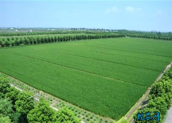 湖南:减施化肥农药 净化产地环境 湖南推进农业农村绿色发展