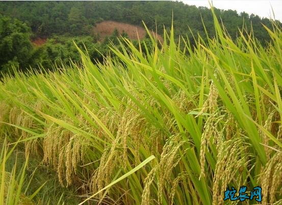 2022年:天津市稻谷小麦玉米 农业保险覆盖率超80%