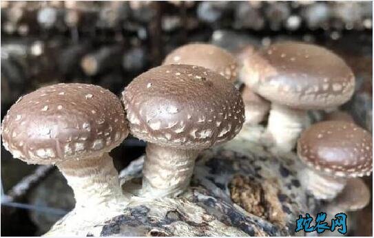香菇菌种、香菇菌种怎么培育出来的?