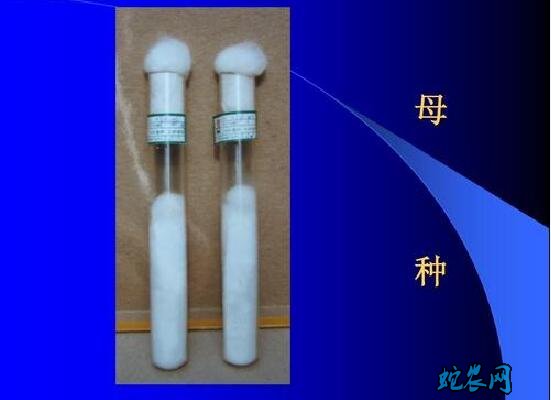香菇菌种、香菇菌种怎么培育出来的?