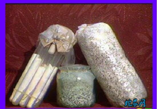 香菇菌种、香菇菌种怎么培育出来的?