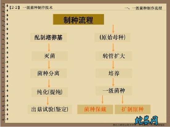 香菇菌种、香菇菌种怎么培育出来的?