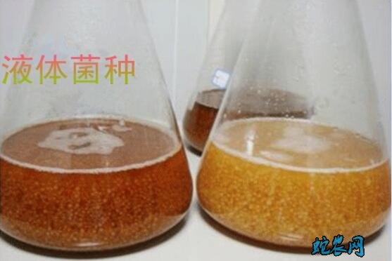 香菇菌种、香菇菌种怎么培育出来的?