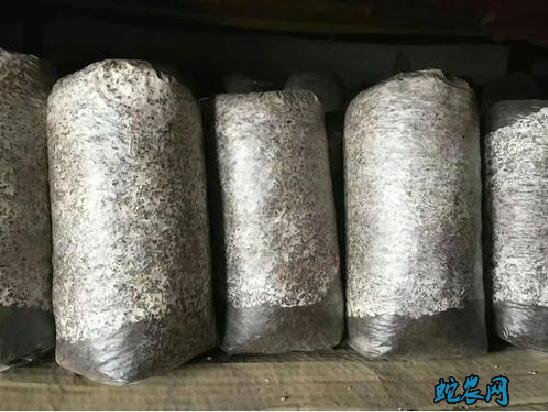 香菇菌种、香菇菌种怎么培育出来的?