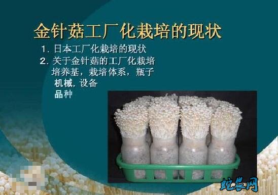 怎么种金针菇?白色金针菇栽培技术