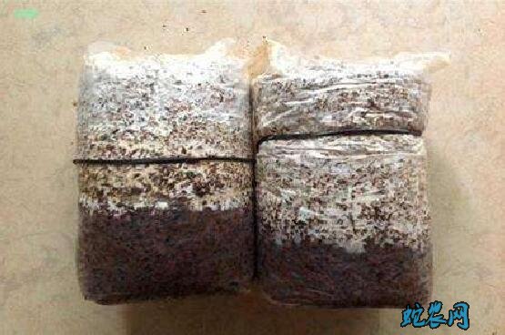 怎么种金针菇?白色金针菇栽培技术