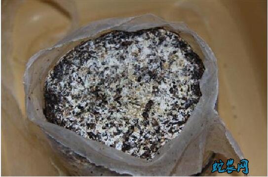 怎么种金针菇?白色金针菇栽培技术