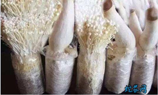 怎么种金针菇?白色金针菇栽培技术