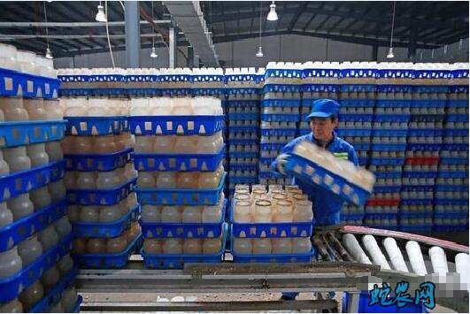 怎么种金针菇?白色金针菇栽培技术
