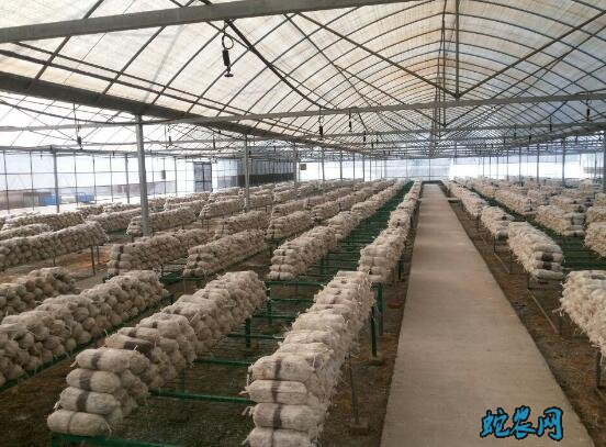 灵芝怎么种?灵芝种植的条件与棚栽管理技术!