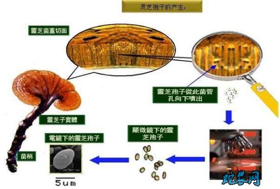 灵芝种子、灵芝种子哪里有卖?多少钱一斤?