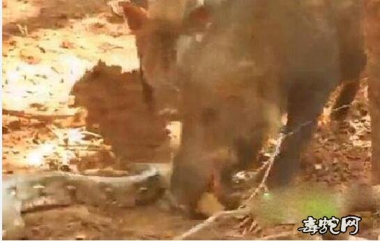 蛇为什么怕猪?猪也是部分蛇的天敌!