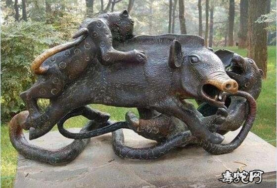 猪抗蛇毒吗?猪为什么能免疫蛇毒?