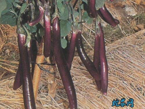 2020年4月23日茄子价格行情、今日茄子多少钱一斤？