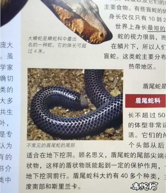 盾尾蛇图片4