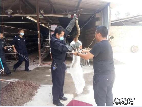 建水14斤眼镜王蛇下山“吃鸡”!警方成功“逮捕”2.8米长大蛇!