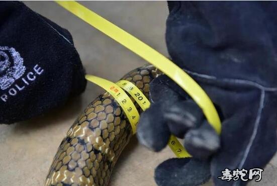 建水14斤眼镜王蛇下山“吃鸡”！警方成功“逮捕”2.8米长大蛇！