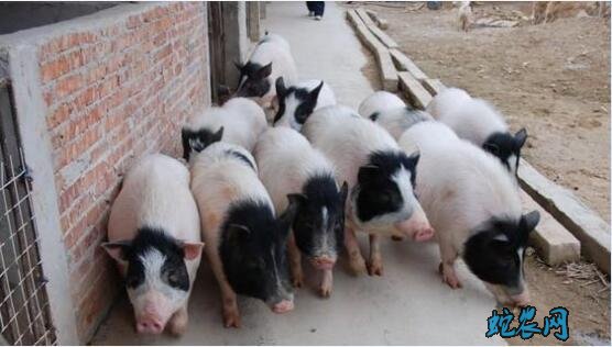 香猪养殖、2020年香猪养殖前景和利润怎么样？