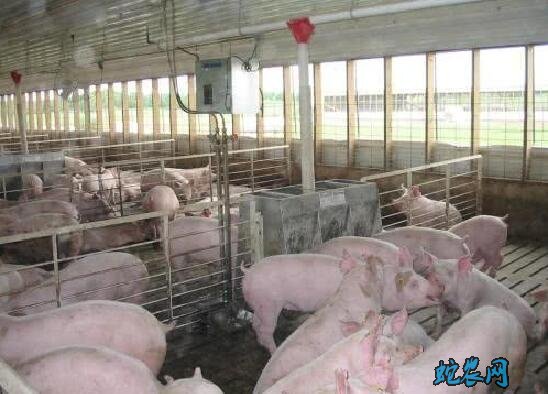 猪舍、中小猪场建造与疫病防控要点