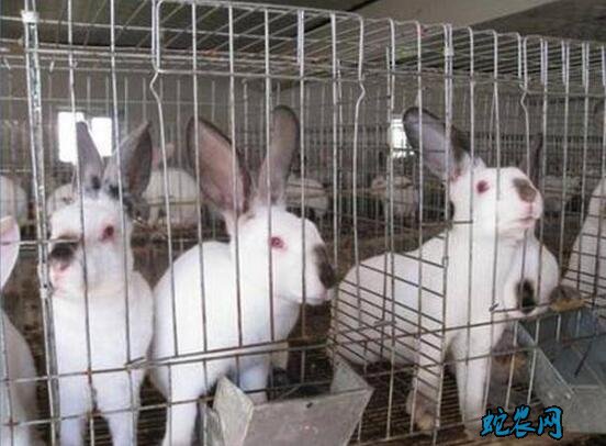 养殖兔子、怎么挑选种兔?家兔引种歌诀帮助您!