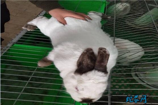 养殖兔子、怎么挑选种兔?家兔引种歌诀帮助您!