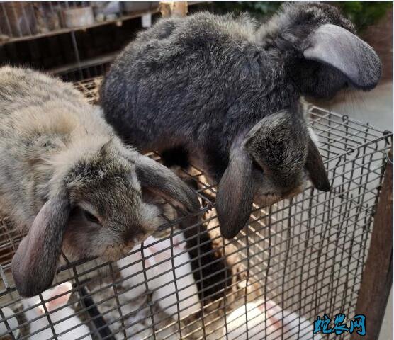 养殖兔子、怎么挑选种兔?家兔引种歌诀帮助您!