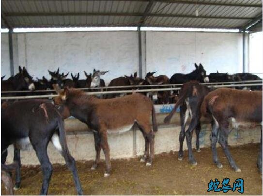 驴养殖、肉驴养殖成本和利润有多大?