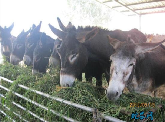 驴养殖、肉驴养殖成本和利润有多大?