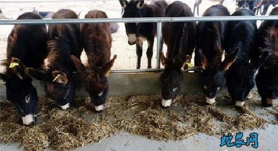 驴养殖、肉驴养殖成本和利润有多大?