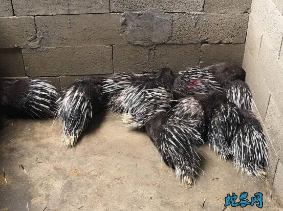 养殖豪猪赔光了?养殖豪猪赔光了真相揭秘!