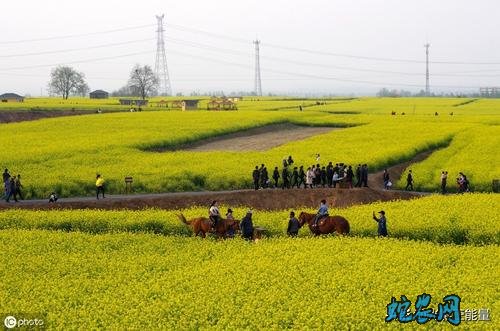 邢台市:10万亩油菜花成为“踏青”好去处