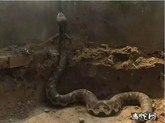 广西有哪家制药厂收购五步蛇的蛇毒？