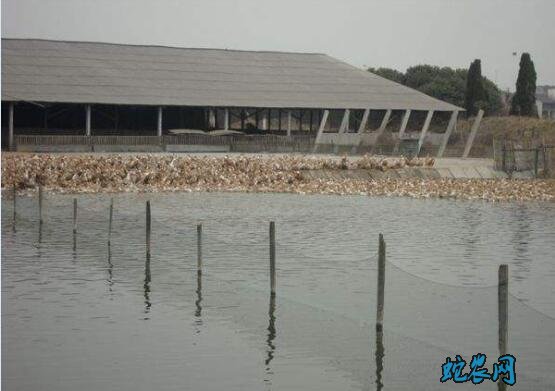 蛋鸭养殖技术?蛋鸭养殖实现高产高效的措施!
