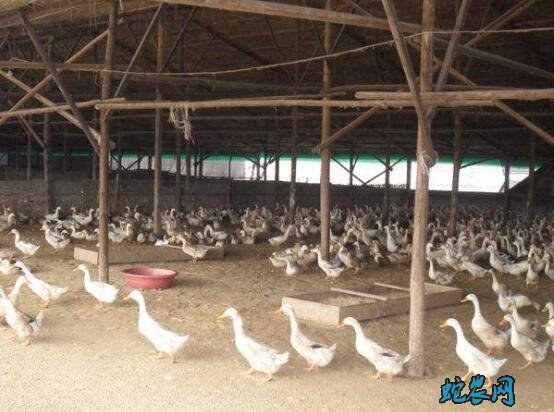 蛋鸭养殖技术?蛋鸭养殖实现高产高效的措施!