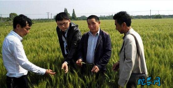 安徽省赤霉病防治面积过七成!