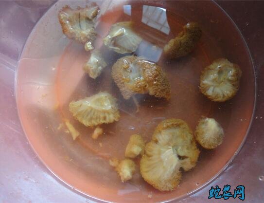 鹧鸪的做法步骤图1