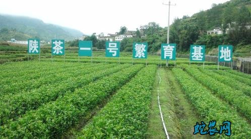 陕西农业商务两副厅长直播代言陕茶