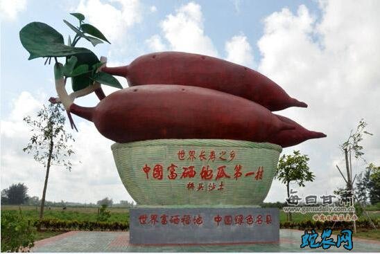 海南澄迈桥头地瓜溯源码正式启用